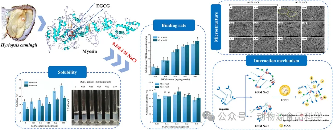 Food Biosci.|施文正教授、白志毅教授：低盐条件下表没食子儿茶素没食子酸酯提高珍珠蚌肌球蛋白溶解度